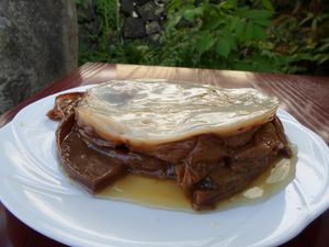 Kombucha SCOBY