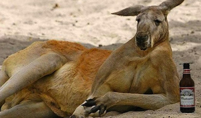 Kangaroo.jpg